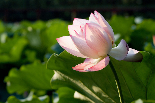 枝繁叶茂是什么季节