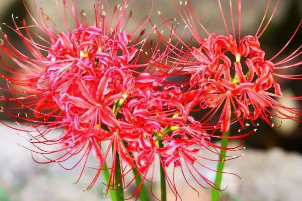 龙爪花和彼岸花一样吗