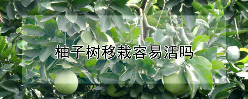 柚子树移栽容易活吗 —【发财农业网】