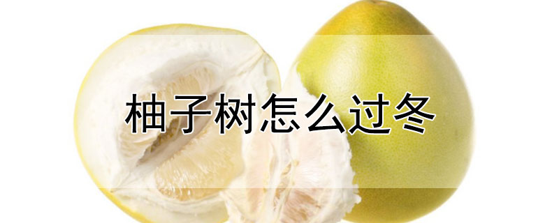 柚子树怎么过冬 —【发财农业网】