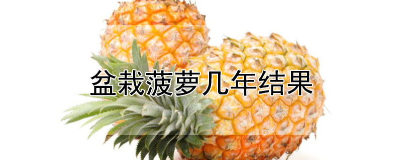 盆栽菠萝几年结果 —【发财农业网】
