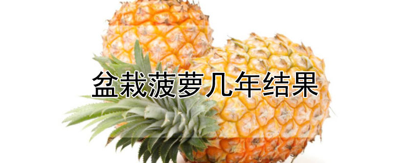 盆栽菠萝几年结果