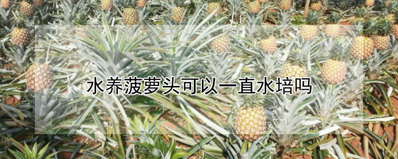 水养菠萝头可以一直水培吗