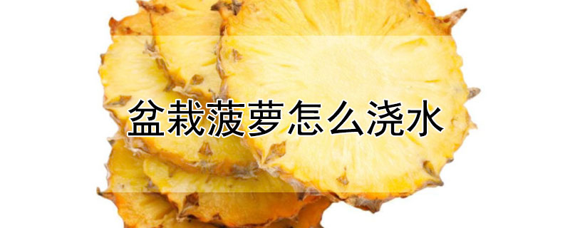 盆栽菠萝怎么浇水