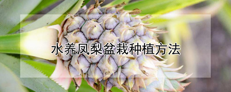 水养凤梨盆栽种植方法