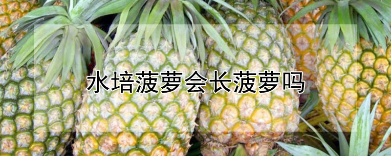 水培菠萝会长菠萝吗 —【发财农业网】 