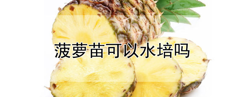 菠萝苗可以水培吗