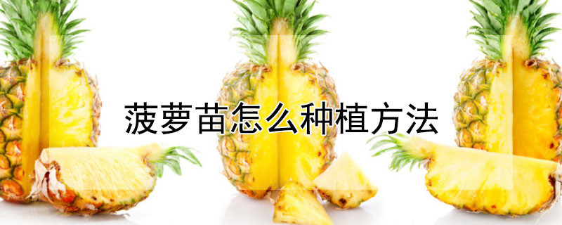 菠萝苗怎么种植方法