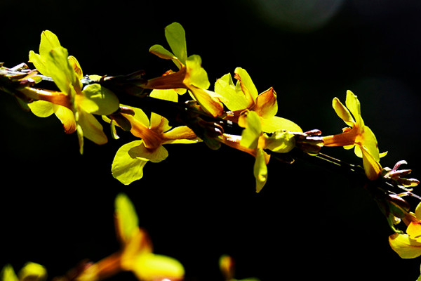 迎春花秋天修剪还发芽吗