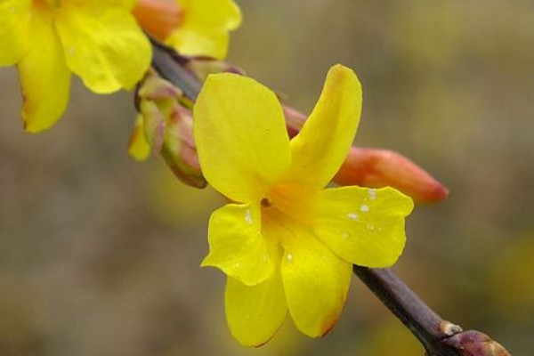 迎春花叶子落了会死吗