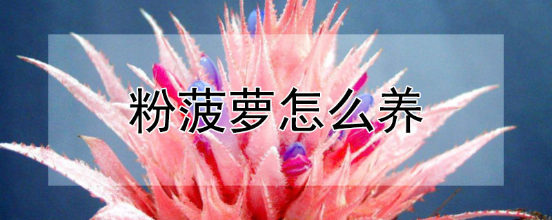 粉菠萝怎么养