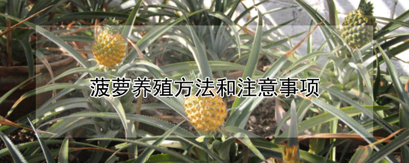 菠萝养殖方法和注意事项