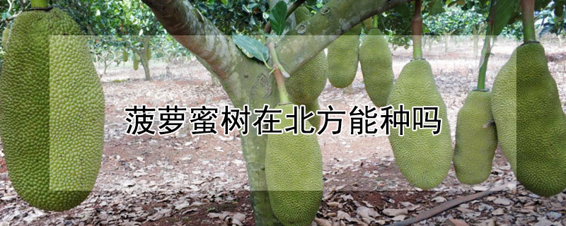 菠萝蜜树在北方能种吗