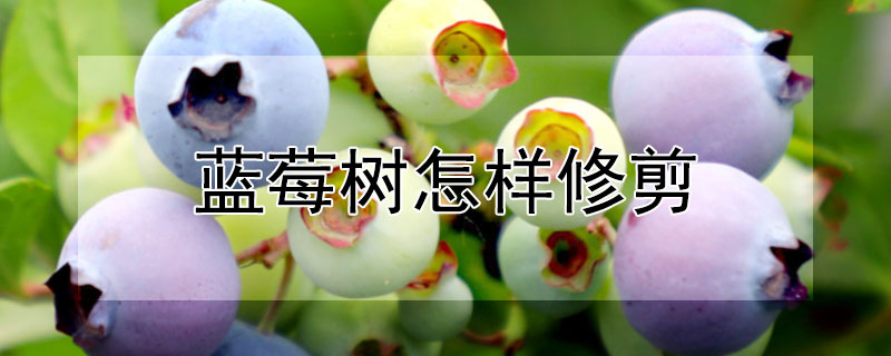 蓝莓树怎样修剪