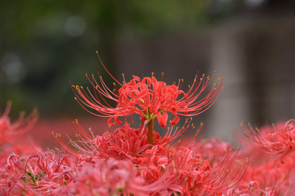 彼岸花的寓意