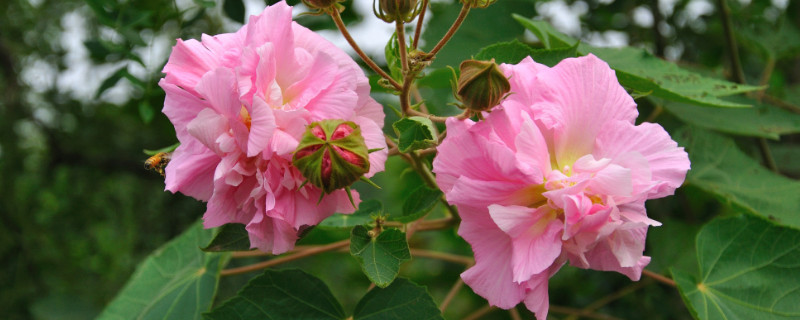 芙蓉花花期多长