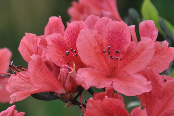 迎春花与杜鹃花的对比