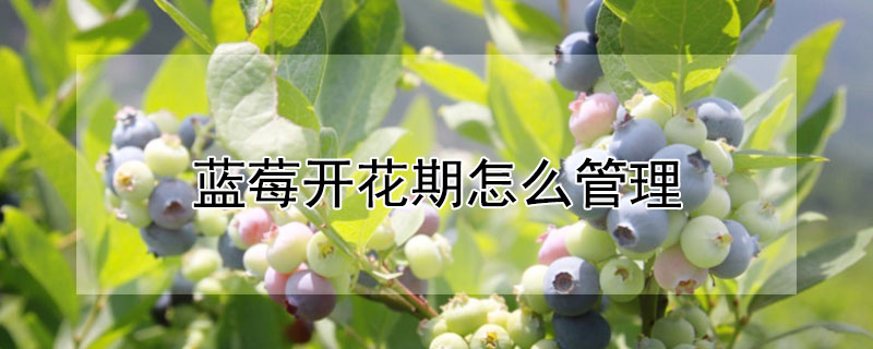 蓝莓开花期怎么管理 —【发财农业网】