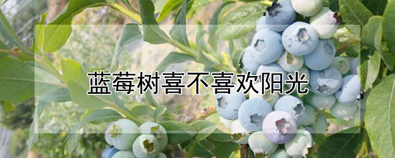 蓝莓树喜不喜欢阳光