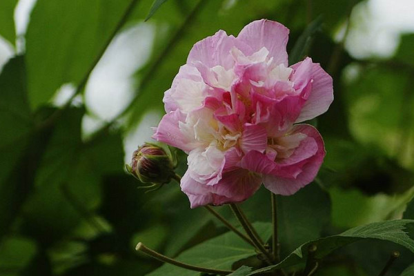 芙蓉花叶片水培的方法