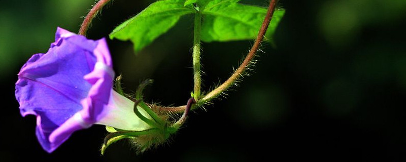 牵牛花有毒么