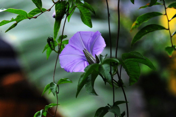 牵牛花的养护方法