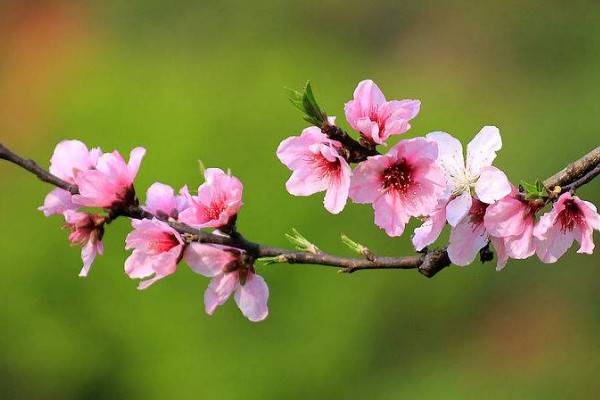 迎春花和桃花哪个先开