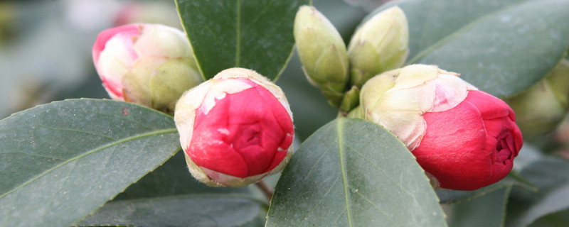 茶花打骨朵不开花原因