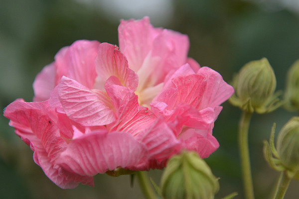 盆栽芙蓉花的扦插方法