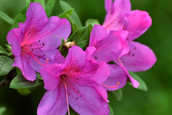 盆栽杜鹃花期