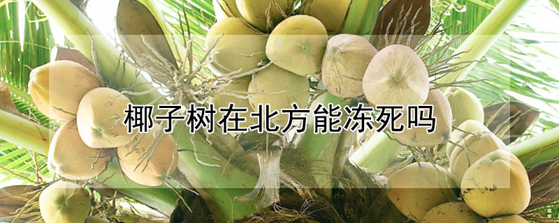 椰子树在北方能冻死吗