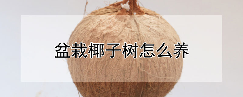 盆栽椰子树怎么养