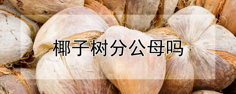 椰子树分公母吗