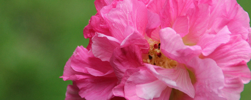 芙蓉花是什么花