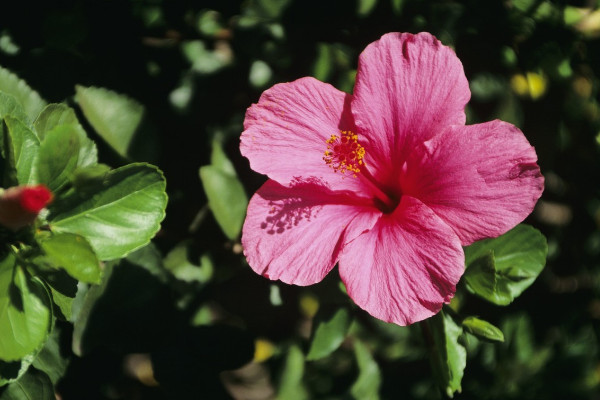 芙蓉花是什么花