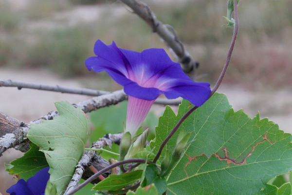 牵牛花盆栽怎么养