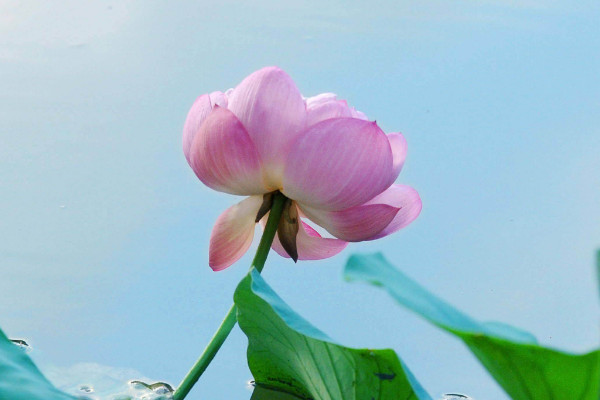 荷花种子发芽后怎么种