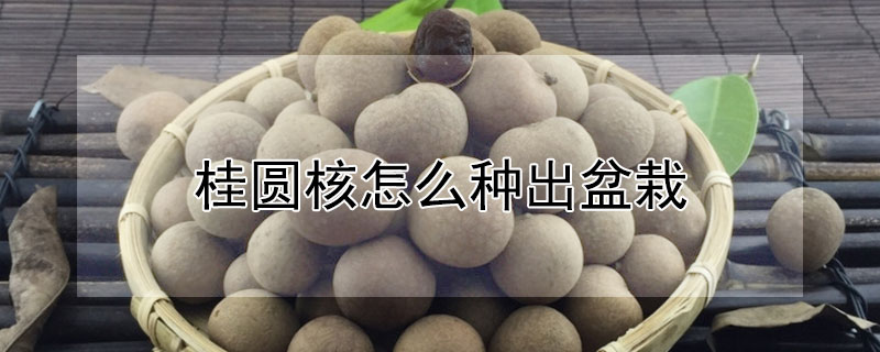 桂圆核怎么种出盆栽