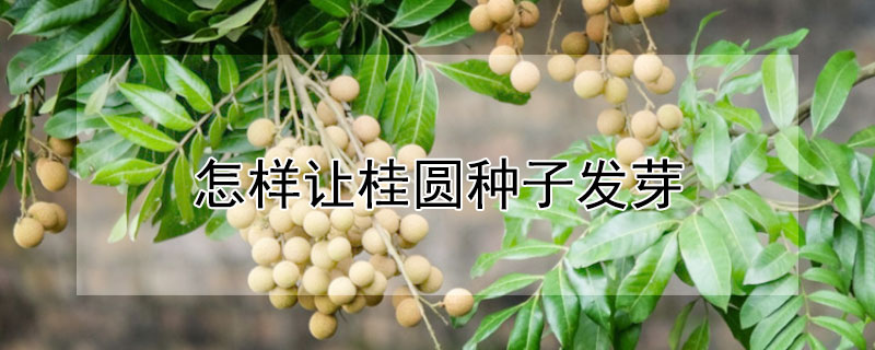 怎样让桂圆种子发芽