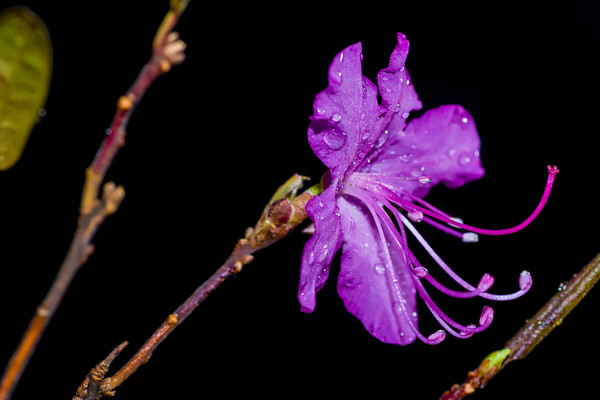 干杜鹃花泡多久能开花