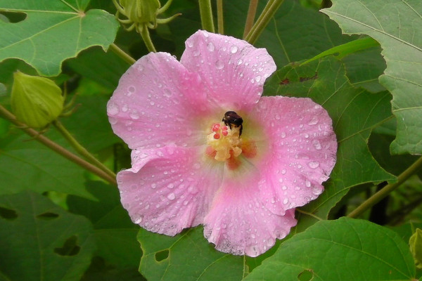 芙蓉花花期可以施肥吗