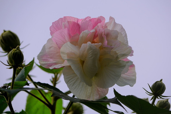 芙蓉花养在家里对人有危害吗