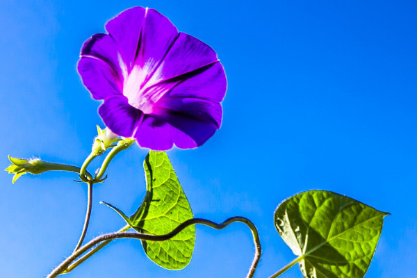 牵牛花冬季在室内开花吗