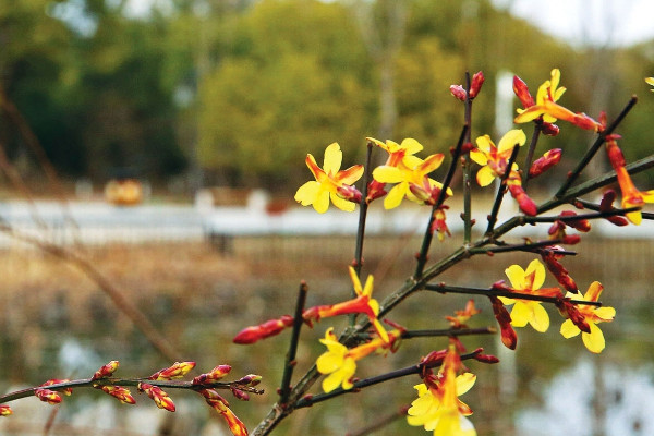 迎春花没死但不发芽