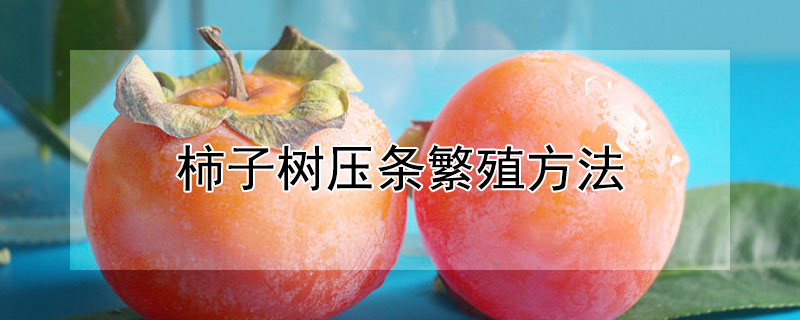 柿子树压条繁殖方法