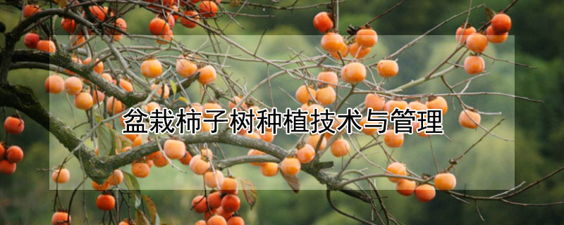 盆栽柿子树种植技术与管理