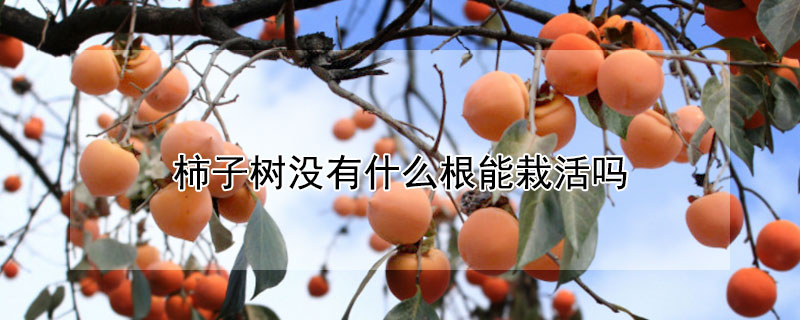 柿子树没有什么根能栽活吗