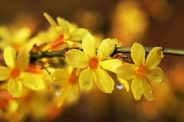 迎春花干花可以放在卧室吗