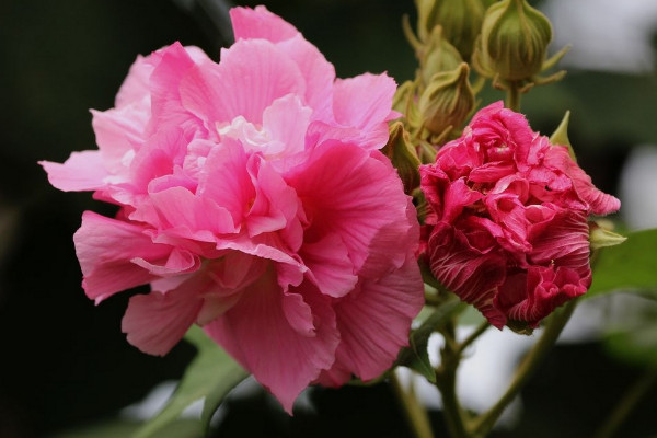 芙蓉花有种子能发芽吗