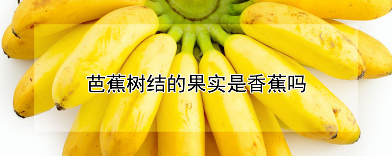 芭蕉树结的果实是香蕉吗